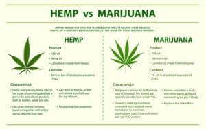 hemp vs. marijuana