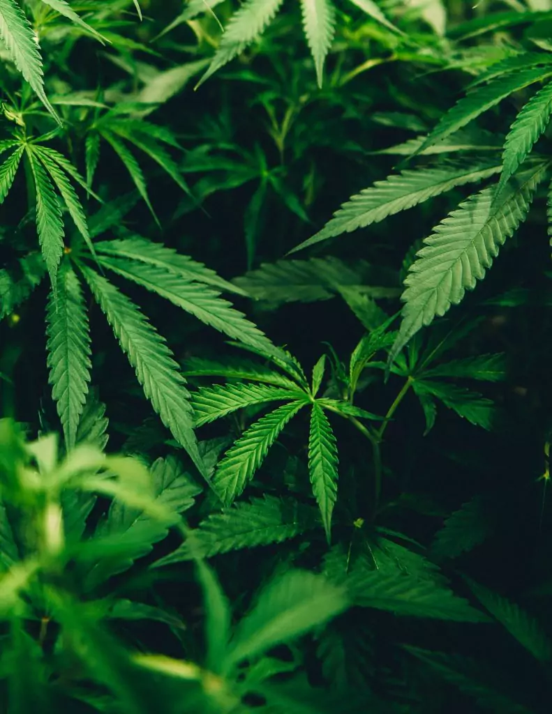 Cannabis, Marijuana, and Hemp Plants
